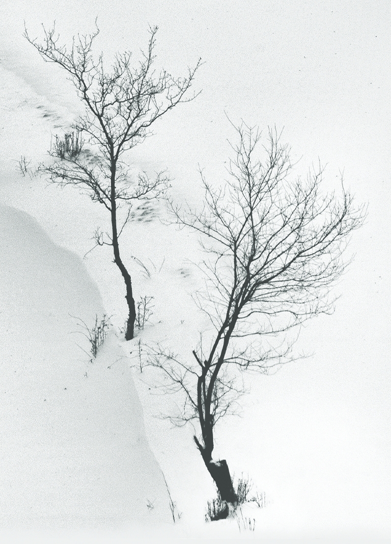 21 грама - 21 grama illustration 2 tree