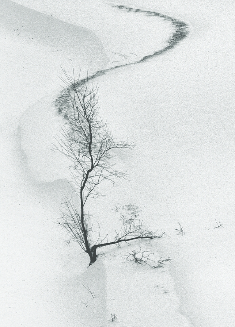 21 грама - 21 grama illustration tree